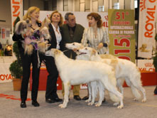 INTERNATIONAL DOGSHOW to PADOVA – SPECIAL SIGHTHOUNDS (Italy)