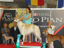 INTERNATIONAL DOGSHOW to MONDOVI' - Italy